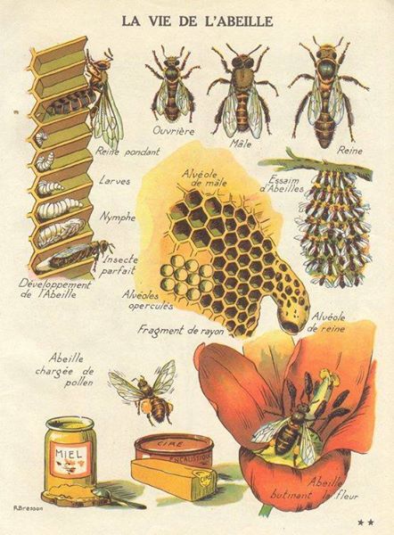 L’abeille L Alchimie Des Bougies