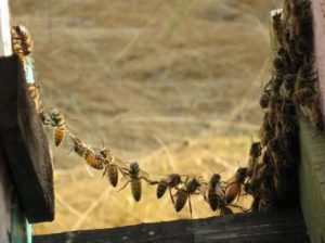 Chaine de landeau avec abeille